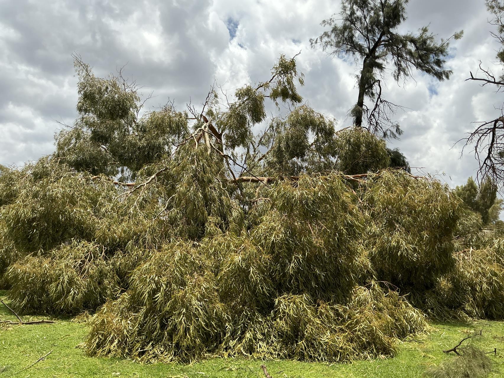 Tom Price Storm Cleanup Update - Waste Facility Hours